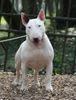 Bullterrier Foto: Dolcediva at Stormbandit's (ID 33256) Bullterrier Hund
