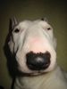 Bullterrier Foto (ID 18299) Bullterrier Hund