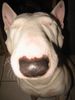 Bullterrier Foto (ID 18301) Bullterrier Hund