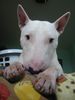 Bullterrier Foto: zeus (ID 18272) Bullterrier Hund