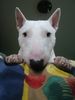 Bullterrier Foto (ID 18303) Bullterrier Hund
