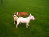 Bullterrier Foto: Welpen vom B-Wurf beim Treff, (ID 25733) Bullterrier Hund