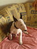 Bullterrier Foto: Basco vom B-Wurf Pewee (ID 26034) Bullterrier Hund