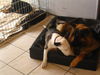 Bullterrier Foto: Basco auf Besuch beim Züchter mit Face (ID 26035) Bullterrier Hund