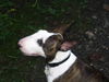 Bullterrier Foto: Bonita B-Wurf Pewee (ID 26036) Bullterrier Hund