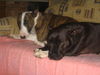 Bullterrier Foto: Pewee und Spike (Pit-xBulli-Mix) am Dösen (ID 26043) Bullterrier Hund