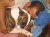 Bullterrier Foto: Pewee am Dösen und Kuscheln (ID 26045) Bullterrier Hund