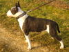 Bullterrier Foto: Brad (ID 28511) Bullterrier Hund