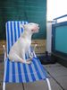 Bullterrier Foto: Siradellas Ike - Sonnen ist doch das schönste (ID 4038) Bullterrier Hund