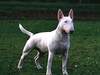 Bullterrier Foto: Sovereign`s Ablaze Destiny (ID 943) Bullterrier Hund