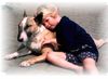 Bullterrier Hund