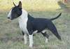 Bullterrier Foto: Slowak. Clubsieger Mighty Bulls Artful Jörg (ID 933) Bullterrier Hund