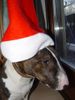Bullterrier Foto: Momolaus (ID 9292) Bullterrier Hund