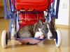 Bullterrier Foto: Momo im Puppenwagen (8Wochen alt) (ID 3937) Bullterrier Hund