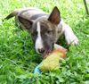 Bullterrier Foto: Momo und der Kampf mit dem Bösen...äh BESEN..*grins* (ID 3949) Bullterrier Hund