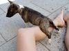 Bullterrier Foto: pole position...wenn eins der kinder kommt dann..lauf ich mit...! (ID 3947) Bullterrier Hund