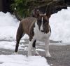 Bullterrier Foto: Mini-Bulli Momo (ID 10318) Bullterrier Hund