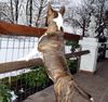 Bullterrier Foto: Katze?? WO??? (ID 10319) Bullterrier Hund