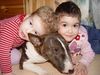 Bullterrier Foto: DREAMTEAM die drei lieben sich!! (ID 9293) Bullterrier Hund