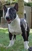 Bullterrier Foto: Nica..ein Mini-Bullterrier von Freunden (8 Monate) (ID 3420) Bullterrier Hund