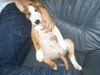 Bullterrier Foto: Es ist so gemühtlich auf dem Sofa!!!! (ID 18338) Bullterrier Hund