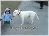 Bullterrier Foto: Zwei die sich ganz lieb haben (ID 9843) Bullterrier Hund