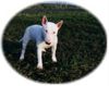 Bullterrier Foto: zeus (ID 18273) Bullterrier Hund