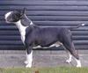 Bullterrier Foto: Uffe (ID 747) Bullterrier Hund