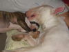 Bullterrier Foto: Virginia mit Duke am schmusen, das ist wahre Liebe (ID 26305) Bullterrier Hund