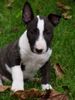 Bullterrier Hund