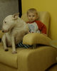 Bullterrier Hund