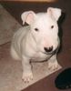 Bullterrier Foto: Klein Kimba (ID 21188) Bullterrier Hund