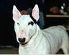 Bullterrier Foto: Sovereign`s Barclay Baron (ID 942) Bullterrier Hund