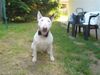 Bullterrier Foto: Mighty Bulls Bad Boy Sven (ID 20341) Bullterrier Hund