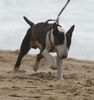 Bullterrier Hund