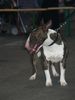 Bullterrier Foto (ID 29850) Bullterrier Hund
