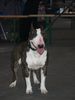 Bullterrier Foto (ID 29851) Bullterrier Hund