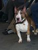 Bullterrier Foto (ID 29852) Bullterrier Hund