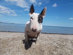 Bullterrier Hund