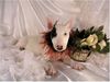 Bullterrier Foto: gefährlicher Kampfhund (ID 10861) Bullterrier Hund