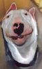 Bullterrier Foto: Chaya (Little Big Stone Baghira) Miniature-Bullterrier, leicht zerknautscht (ID 3850) Bullterrier Hund