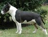 Bullterrier Foto: EX SE NATUS SOPRANO Jedi (ID 18102) Bullterrier Hund