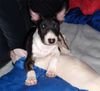 Bullterrier Foto: Mini Bully Face (ID 24359) Bullterrier Hund