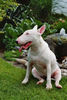 Bullterrier Hund