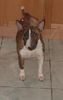 Bullterrier Foto: jenny (ID 2508) Bullterrier Hund