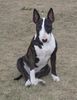 Bullterrier Foto (ID 3673) Bullterrier Hund
