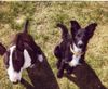 Bullterrier Foto: lola+clou (ID 3865) Bullterrier Hund