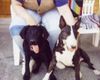 Bullterrier Foto: lola+nachbarmädl happy ( labrador ) (ID 3866) Bullterrier Hund