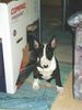 Bullterrier Foto: lola mit 2 monaten (ID 3861) Bullterrier Hund