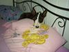 Bullterrier Foto: lola okkupiert mein bett (ID 3863) Bullterrier Hund